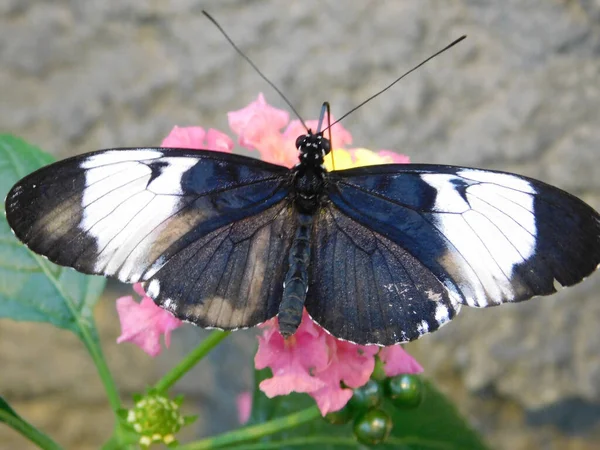 Papillon Unique Mignon Étonnant Sur Une Fleur Sur Fond Flou — Photo