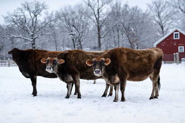 Widok Brązowych Krów Mlecznych Gospodarstwie Okresie Zimowym — Zdjęcie stockowe