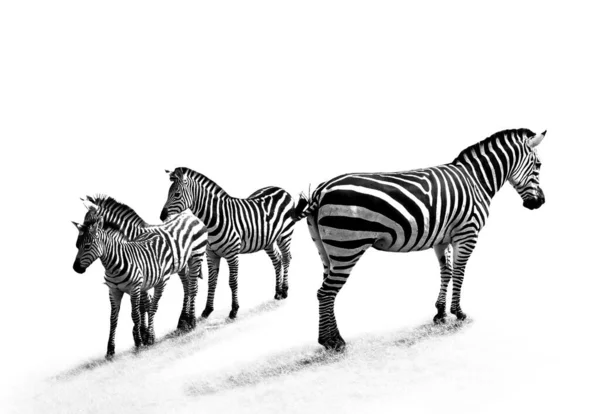 Grayscale Shot Zebras Grass Lights White Background — Stock Photo, Image