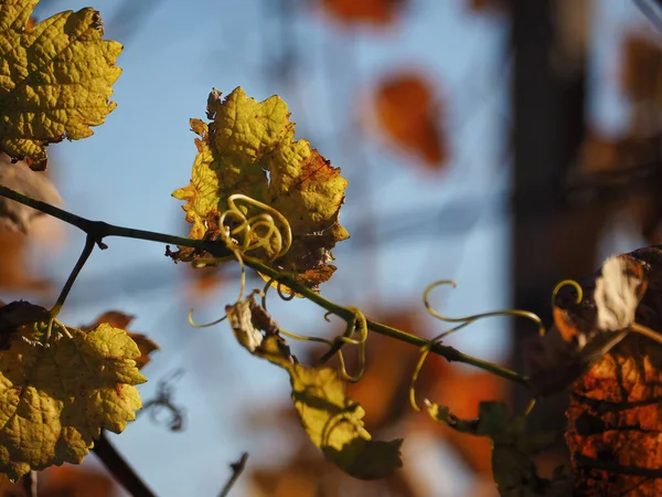 Closeup Shot Vine Branch Yellow Leaves Daytime Blurred Background — Stock Photo, Image