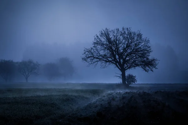 Uma Bela Paisagem Nebulosa Árvores Prado Início Manhã — Fotografia de Stock