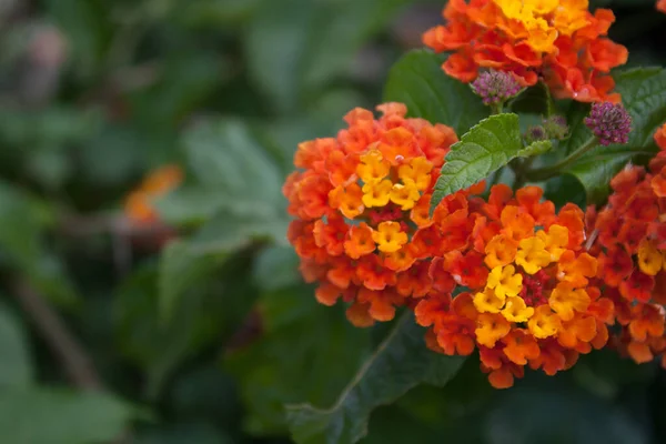 Eine Nahaufnahme Schöner Orange Gelber Lantana Blüten — Stockfoto