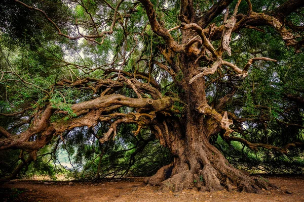Uma Árvore Velha Parque — Fotografia de Stock