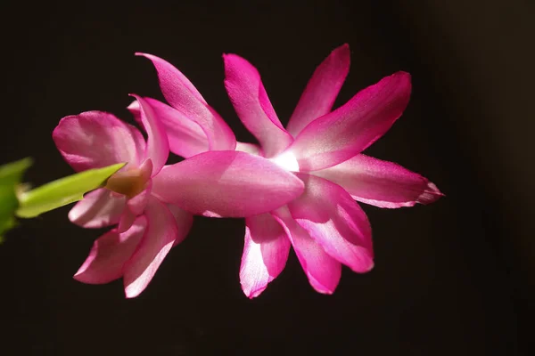 Ένα Κοντινό Πλάνο Του Ροζ Άνθους Schlumbergera — Φωτογραφία Αρχείου