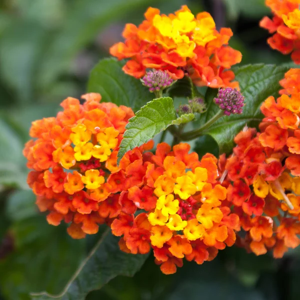 Primo Piano Bellissimi Fiori Lantana Gialli Arancioni — Foto Stock