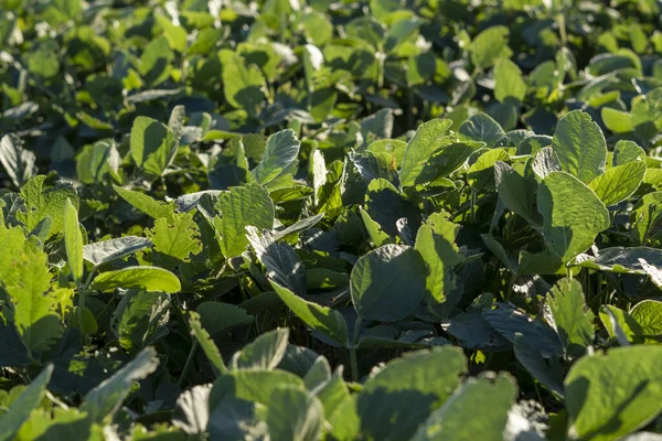 田園で栽培されている大豆の葉のクローズアップ — ストック写真