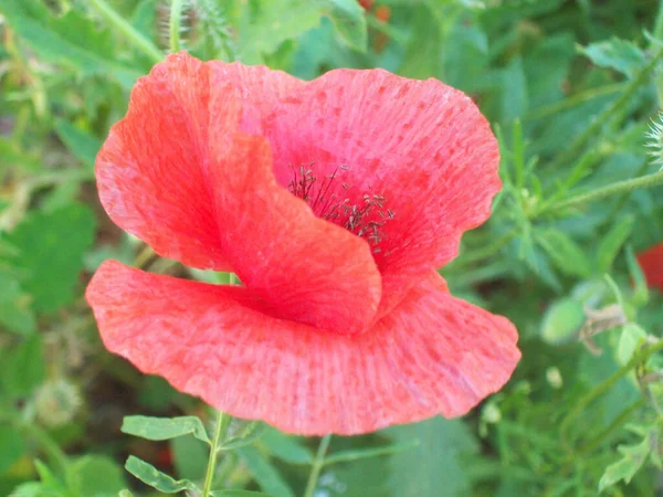 Tiro Close Uma Bela Flor Papoula Vermelha — Fotografia de Stock