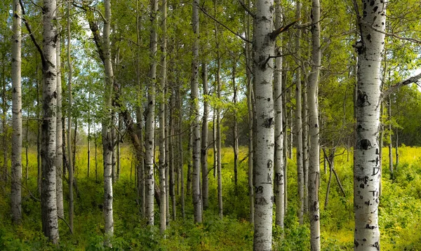 Schöne Aufnahme Eines Birkenwaldes — Stockfoto