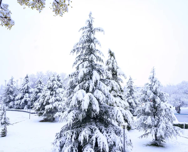 Parkta Karla Kaplı Çam Ağaçlarından Oluşan Karlı Bir Kış Manzarası — Stok fotoğraf