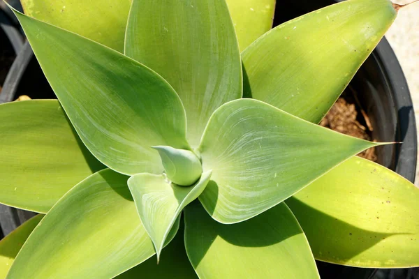 Uma Vista Superior Closeup Aloe Rebentando Planta Suculenta — Fotografia de Stock