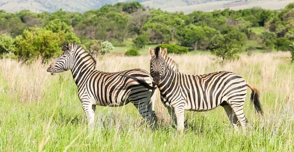Schöne Afrikanische Zebras Auf Augenhöhe Einem Südafrikanischen Wildreservat — Stockfoto