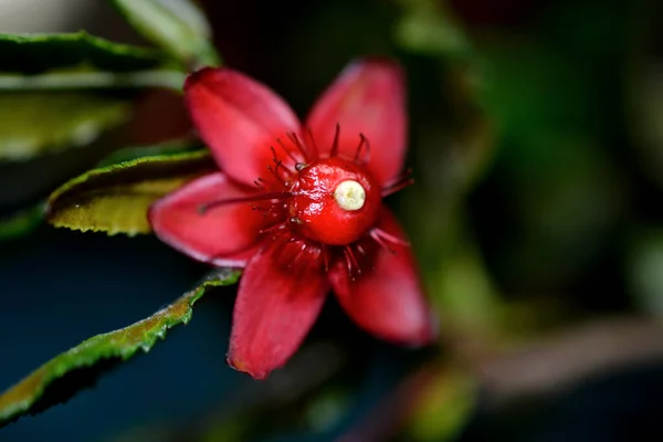 Foco Seletivo Close Flores Ochna Serrulata — Fotografia de Stock