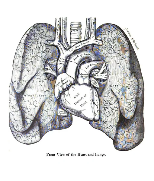 Struktur Eines Menschlichen Herzens Und Der Lungen Aus Einem Atlas — Stockfoto