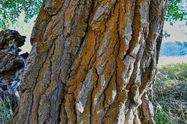 Tiro Close Tronco Árvore Fundo Borrado — Fotografia de Stock