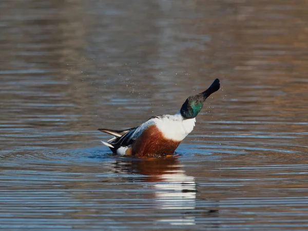 Tiro Perto Pato Lago — Fotografia de Stock