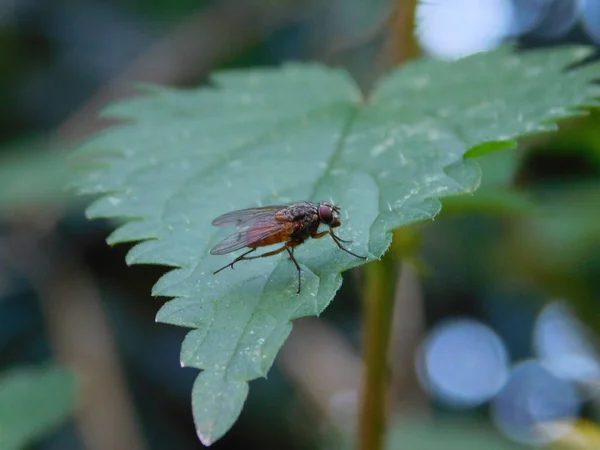 Nahaufnahme Einer Fliege Auf Einem Grünen Blatt Auf Verschwommenem Hintergrund — Stockfoto