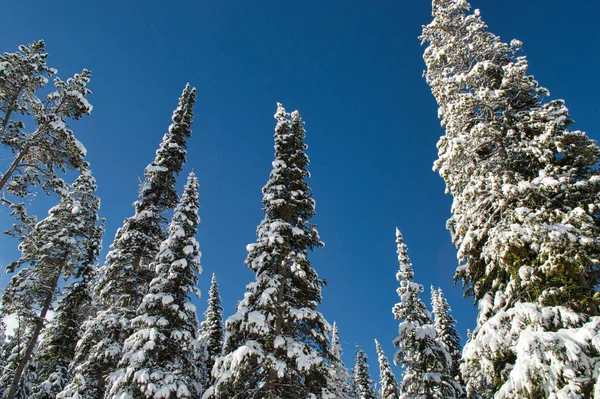Vacker Bild Den Snötäckta Skogen Vinterdag — Stockfoto