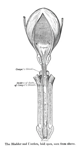 Una Struttura Sistema Riproduttivo Maschile Atlante Anatomia Umana Isolato Uno — Foto Stock