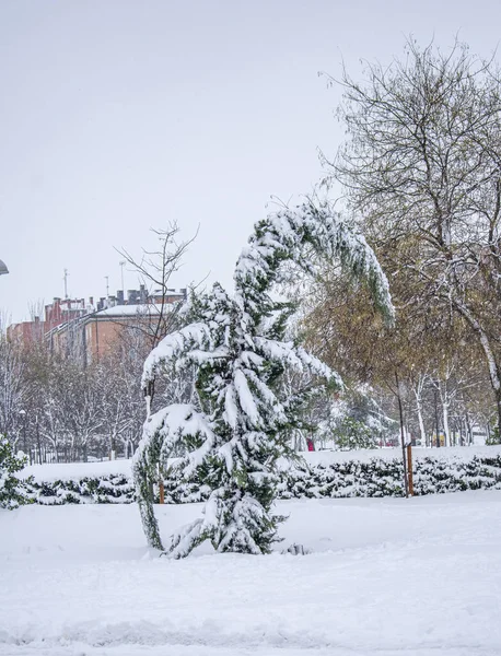 Vertical Shot Tree Bending Snow Captured Park — Stock Photo, Image