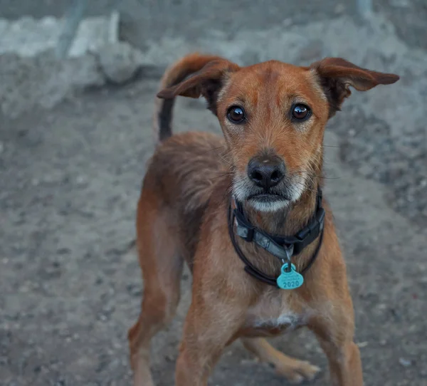 Brown Dog Collar Dog Shelter — Stock Photo, Image