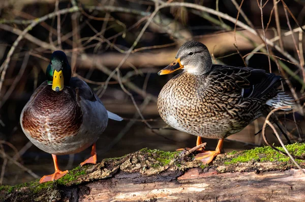 Closeup Cute Male Female Mallard Ducks Anas Platyrhynchos Bow Park — Φωτογραφία Αρχείου