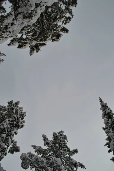Een Laag Angshot Van Het Besneeuwde Bos Een Winterdag — Stockfoto