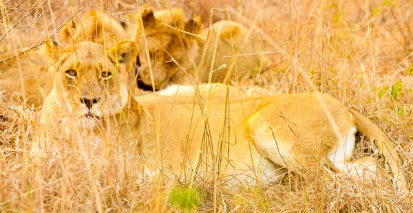 Nahaufnahme Einer Löwin Die Mit Ihrer Familie Einem Südafrikanischen Wildreservat — Stockfoto
