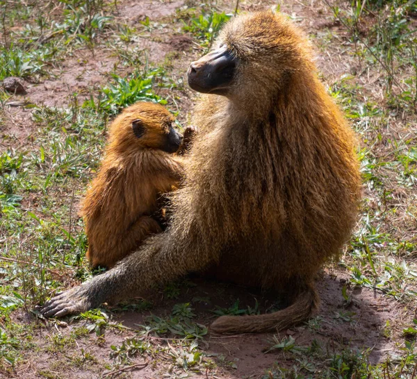 Селективный Снимок Гвинейского Бабуина Своим Ребенком Зоопарке — стоковое фото