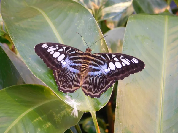 Papillon Unique Mignon Étonnant Sur Une Feuille Verte Sur Fond — Photo