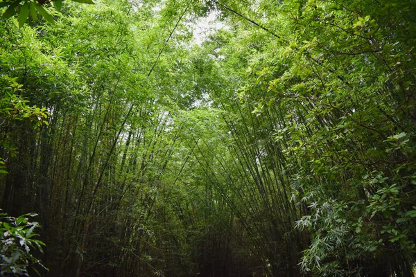 Ein Grüner Wald Morgen Mit Bambusbäumen — Stockfoto