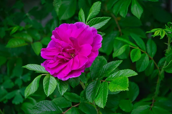 Primer Plano Flor Rosa Hansa Rose Con Hojas Jardín — Foto de Stock