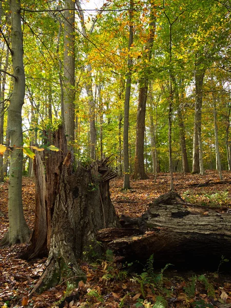 Eine Faszinierende Landschaft Des Herbstwaldes — Stockfoto