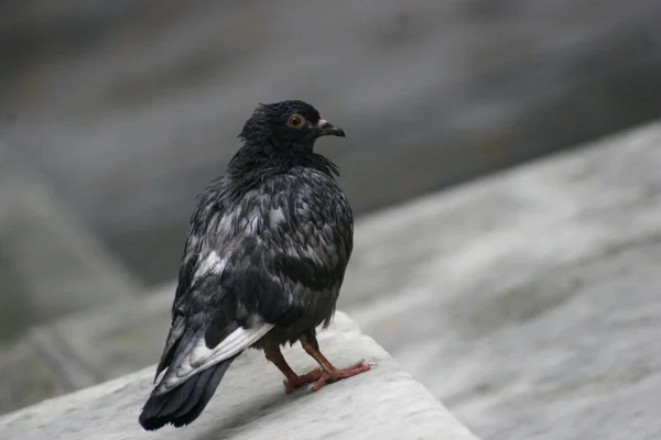 Close Shot Black Dove Blurry Background Stock Photo