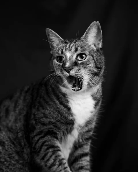 Grayskala Bilde Gjespende Katt Svart Bakgrunn – stockfoto