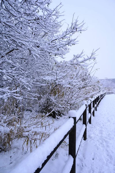 Vertikal Bild Trästaket Och Snötäckta Tallar Vintern — Stockfoto