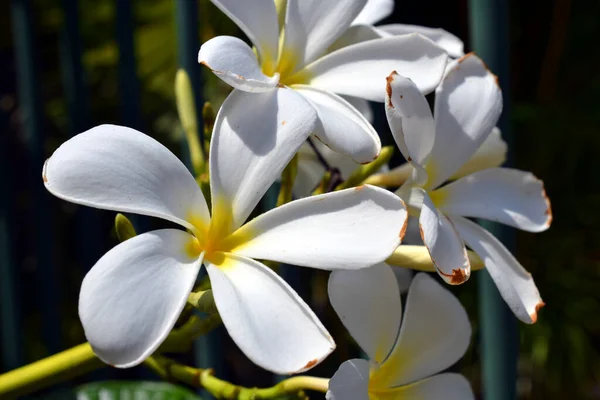 Foco Seletivo Close Uma Flor Plumeria — Fotografia de Stock