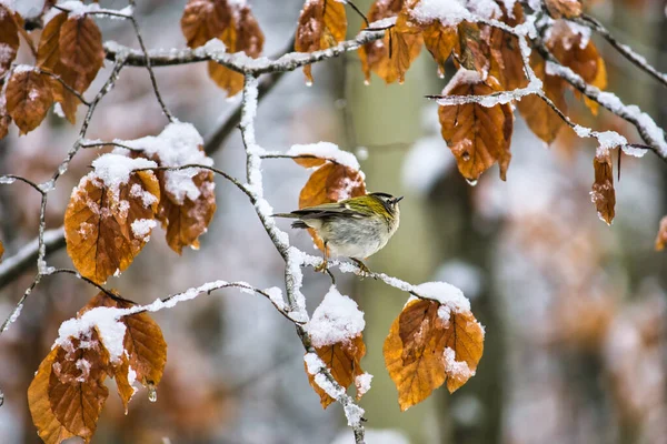 Eine Selektive Fokusaufnahme Eines Niedlichen Kleinen Vogels Auf Dem Schneebedeckten — Stockfoto