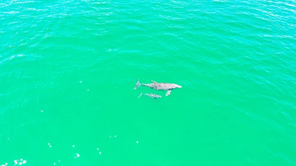 Tiro Aéreo Golfinhos Nadando Oceano — Fotografia de Stock