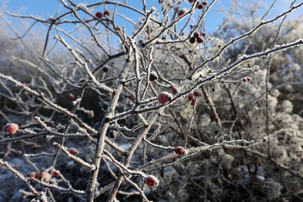 Tiro Seletivo Foco Dos Quadris Rosa Uma Manhã Gelada Inverno — Fotografia de Stock