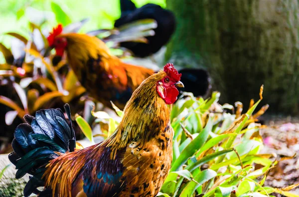 Shallow Focus Shot Colorful Rooster Outdoors — Stock Photo, Image