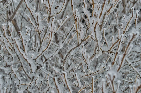 Fascinante Disparo Hermosas Ramas Cubiertas Nieve Bosque —  Fotos de Stock