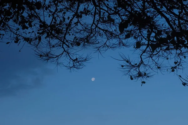 Gibbous Moon Widoczny Pod Gałęziami Drzewa Wieczorem — Zdjęcie stockowe