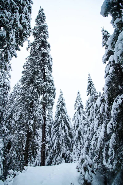 Vacker Bild Snöiga Barrskogar — Stockfoto