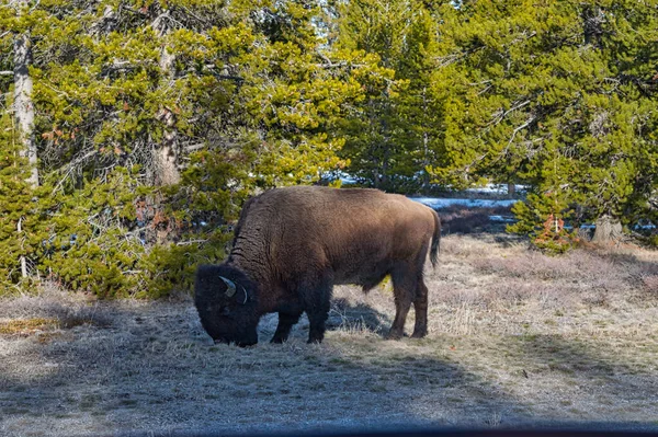 Plan Fascinant Gros Bison Broutant Dans Prairie — Photo