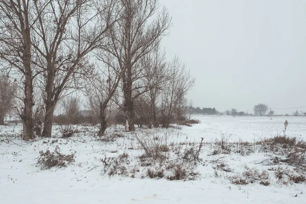 Красивий Знімок Парку Вкритий Снігом — стокове фото