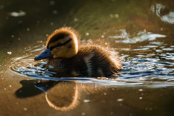 Mignon Petit Gosling Nageant Dans Lac — Photo