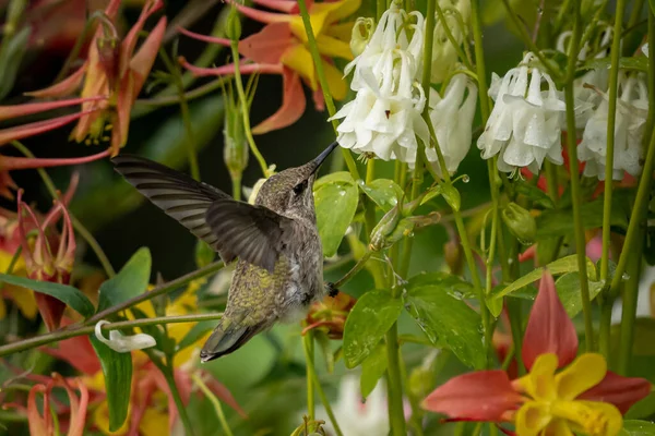 Egy Gyönyörű Kép Egy Kolibriről Amint Egy Virág Nektárját Issza — Stock Fotó