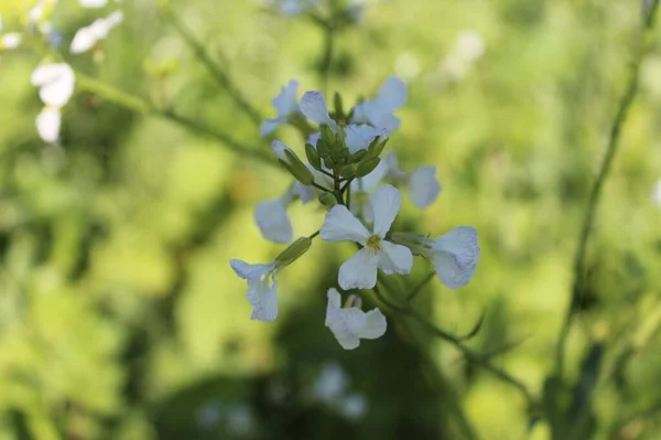 Μια Επιλεκτική Φωτογραφία Όμορφα Λευκά Λουλούδια — Φωτογραφία Αρχείου