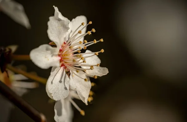 Mise Point Sélective Une Belle Fleur Cerisier Aux Pollens Exotiques — Photo