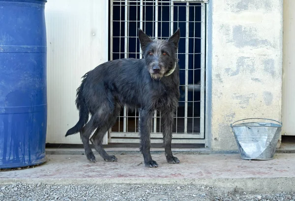 Primer Plano Lindo Perro Refugio Para Perros — Foto de Stock